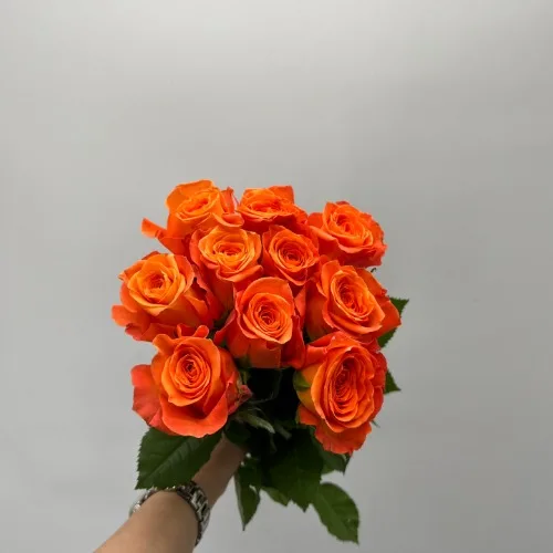 장미 킹스데이R