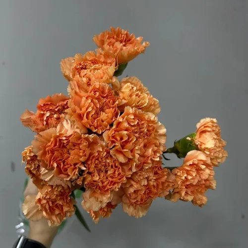 카네이션 카라멜카우보이