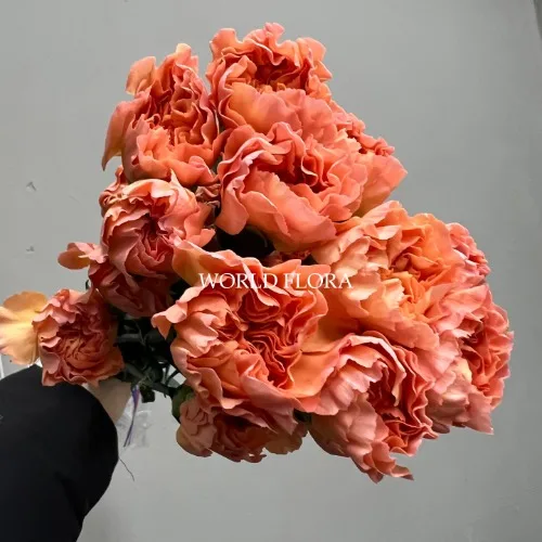 카네이션 아레스