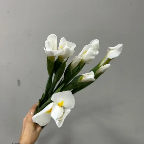 아이리스 카사블랑카 (10대)
