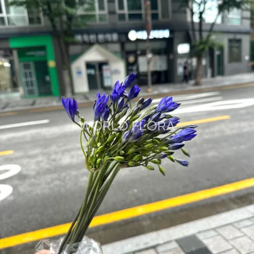 트리텔레이아(브로디에) 블루스 (10대)