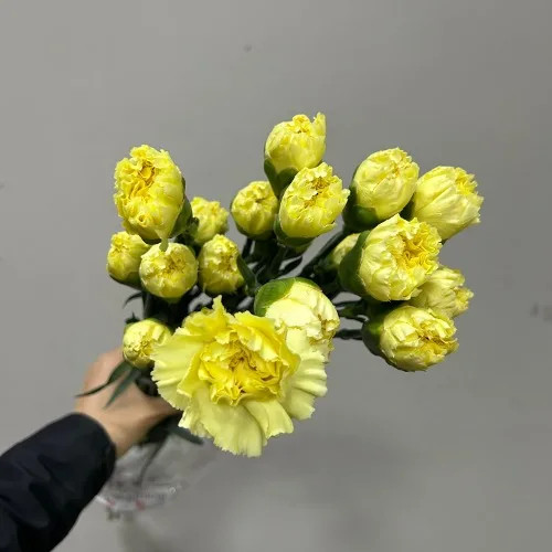 카네이션 딜레타