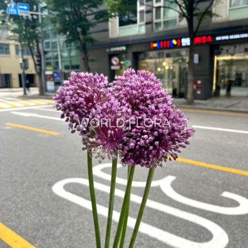 알리움 자스민 (10대)
