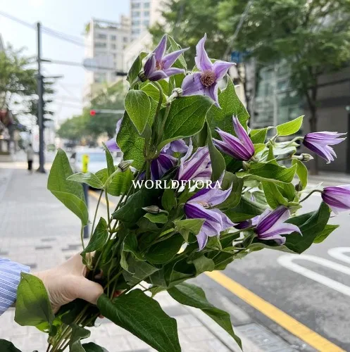 클레마티스 스타리버(스탠딩) (10대)