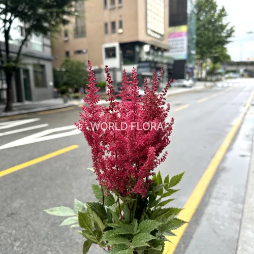 아스틸베 폴가더 (10대)
