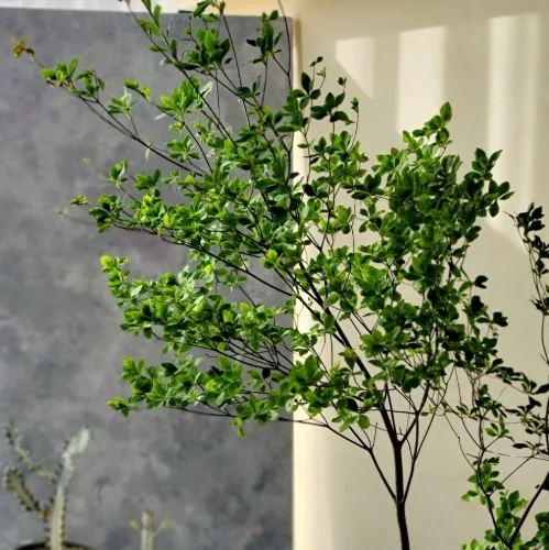 엔카이셔스 120cm