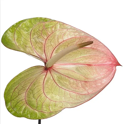 안스리움 아큐라 13cm (1대)