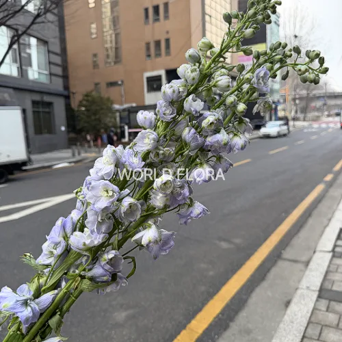 델피니움 엘라툼 매직 파운틴 라벤더 100cm (10대)