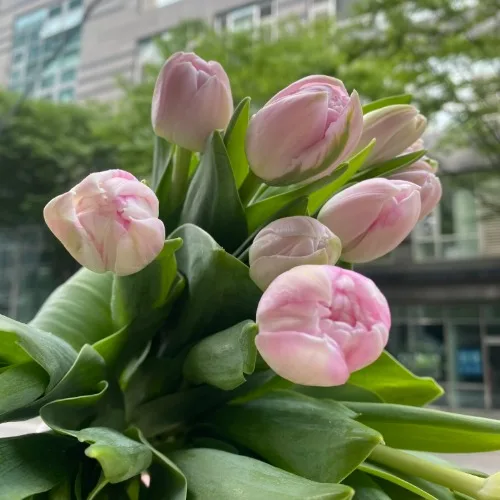 튤립 더블 보크 (10대)