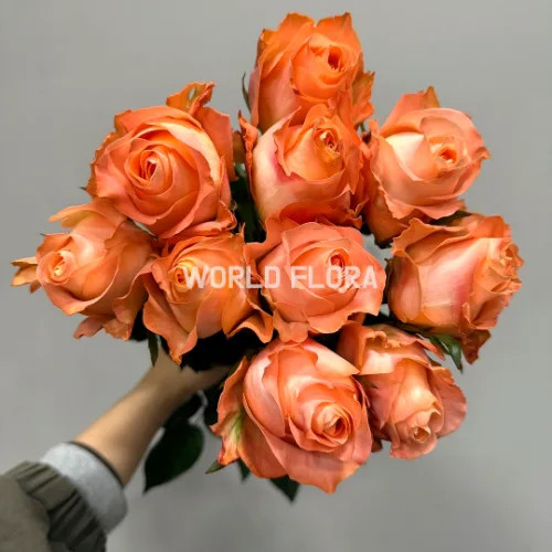 장미 코랄리프