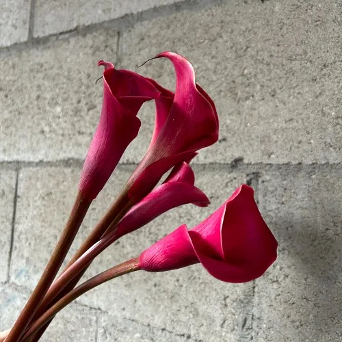 카라 레드참 (10대)
