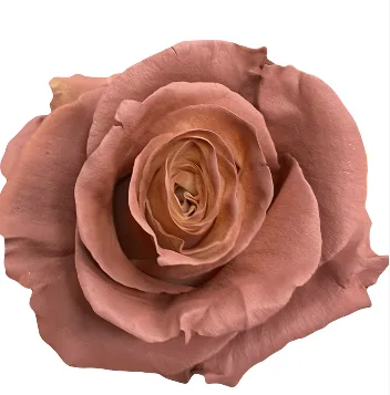 장미 염색 페일