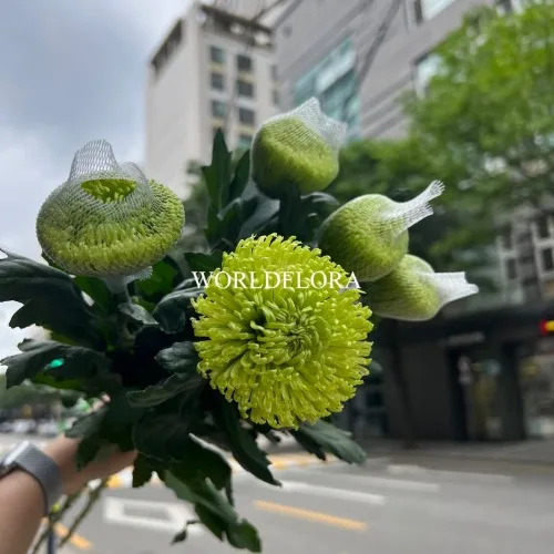 아나타시아 다크라임