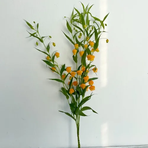 샌더소니아