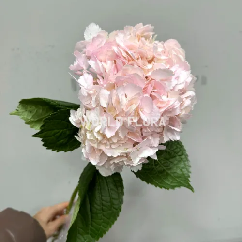 수국 베이비핑크