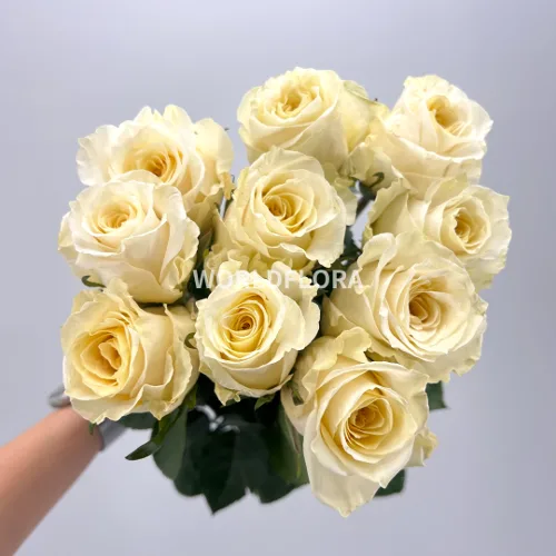 장미 화이트쉬머