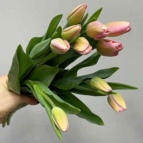 튤립 카롤라 (10대)