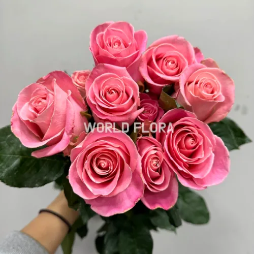 장미 헤르모사