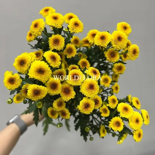소국 칼리메로 샤이니