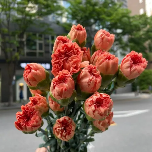 카네이션 메건