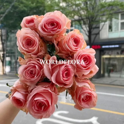 장미 핑크졸리