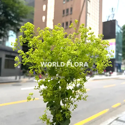 알케밀라(레이디스맨틀) (10대)