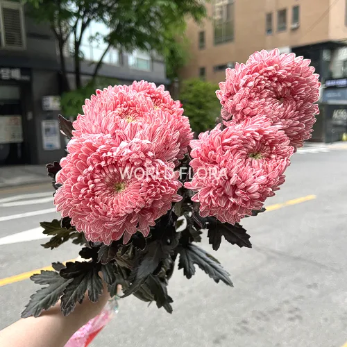 피오니퐁퐁 코랄레드