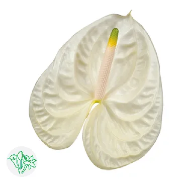 안스리움 모먼츠 13cm (1대)