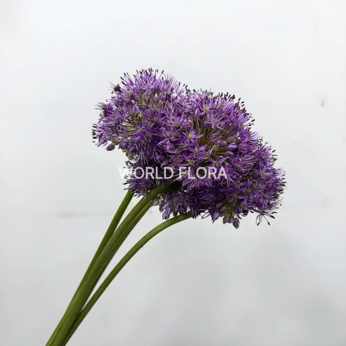 알리움 글래디에이터 3cm (10대)