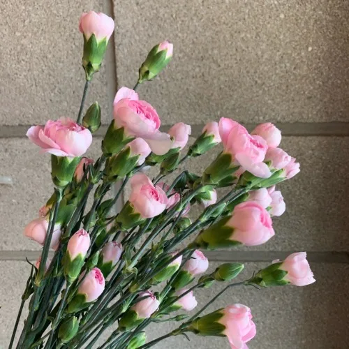 카네이션SP 아테나