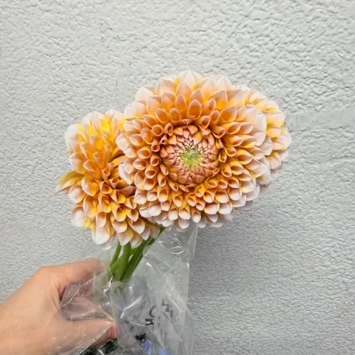 다알리아 포트라이트 페어뷰티(연피치)