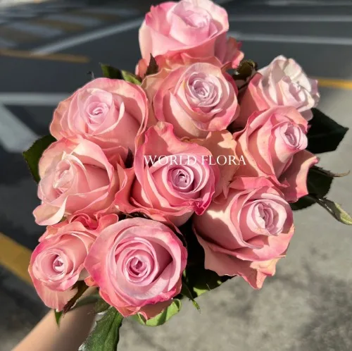 장미 스위트소피아