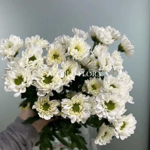 소국 로시 화이트