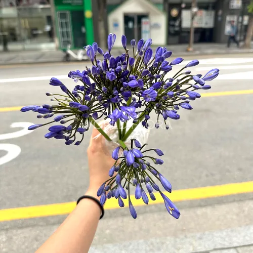 아가판서스 우리