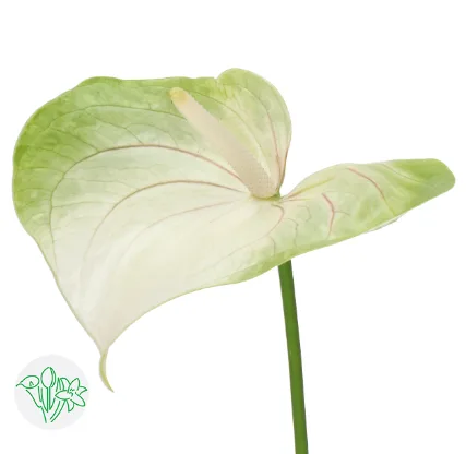 안스리움 그레이스 13cm (1대)