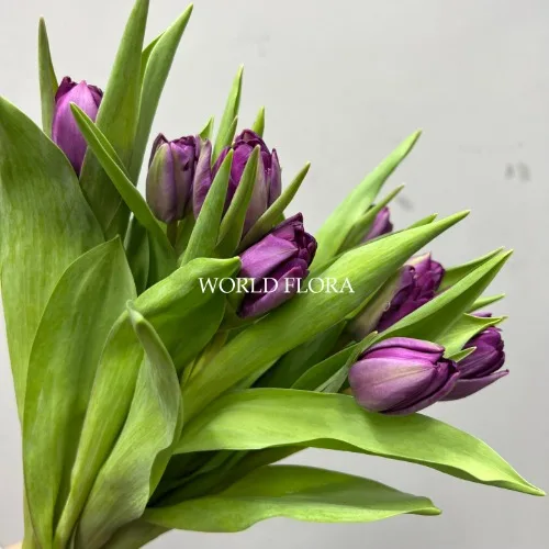 튤립 더블 블루다이아몬드 (10대)