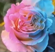 장미 염색 핑크블루라이트