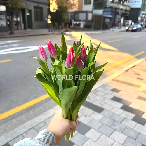 튤립 뱀파이어 (10대)