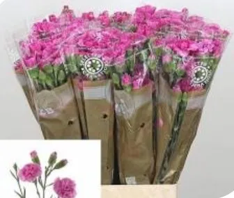 카네이션SP 라일락멜리사