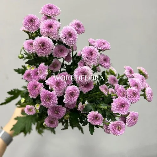 소국 칼리메로 클래식