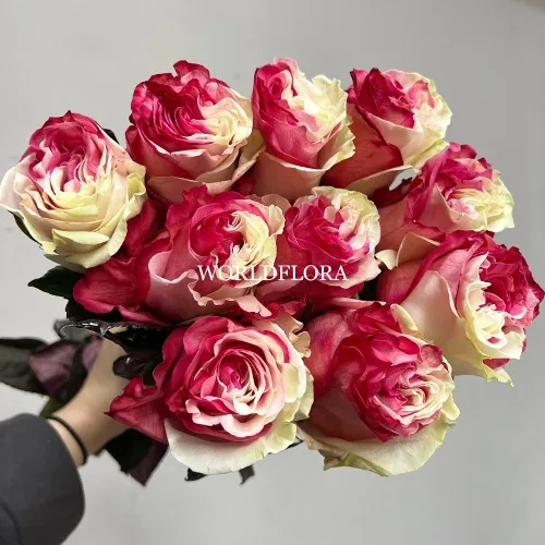 장미 염색 레드화이트