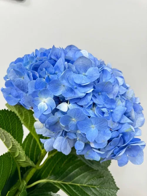 수국 청색