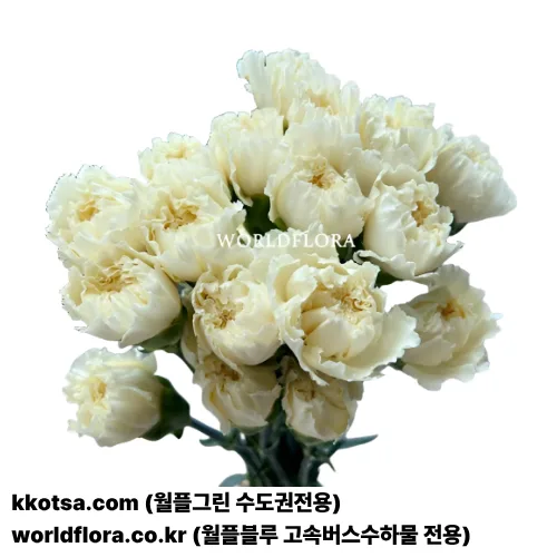카네이션 딜레타크림
