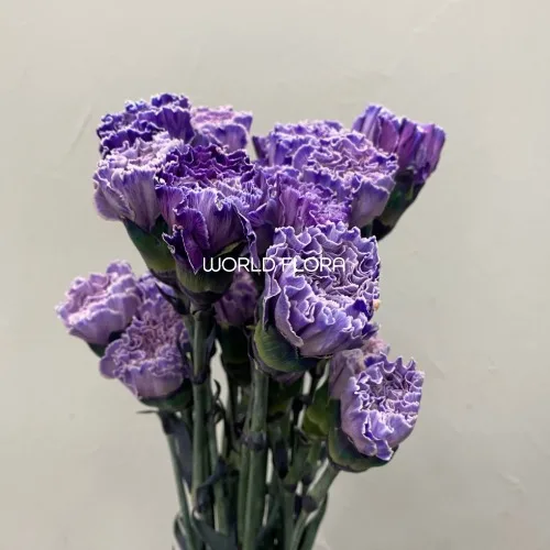 카네이션 염색 코스모라일락