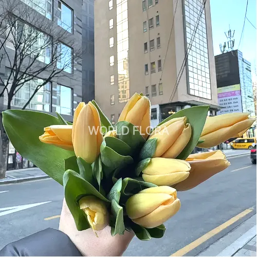 튤립 아프리콧 페이버릿 (10대)