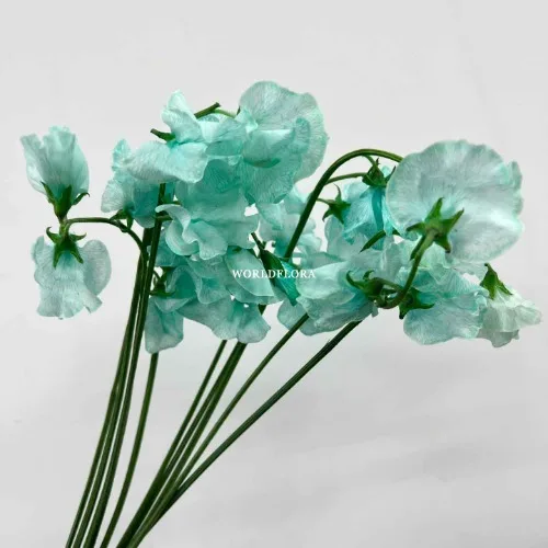 스위트피 염색 민트블루