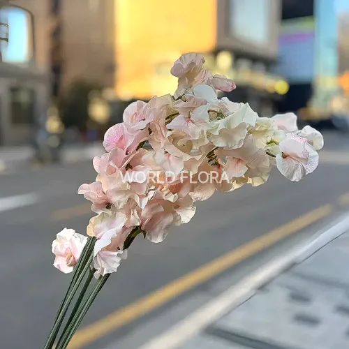 스위트피 염색 마블