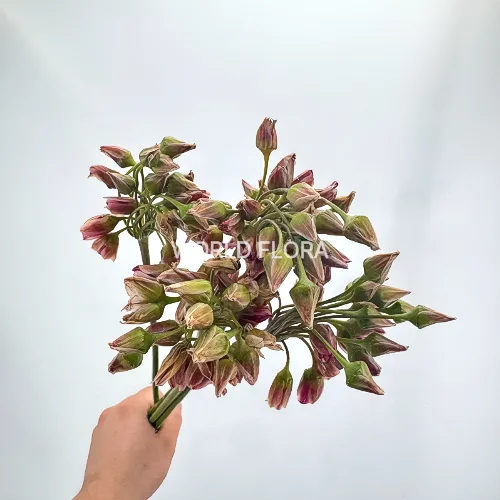 넥타로스코르둠 SP (10대)