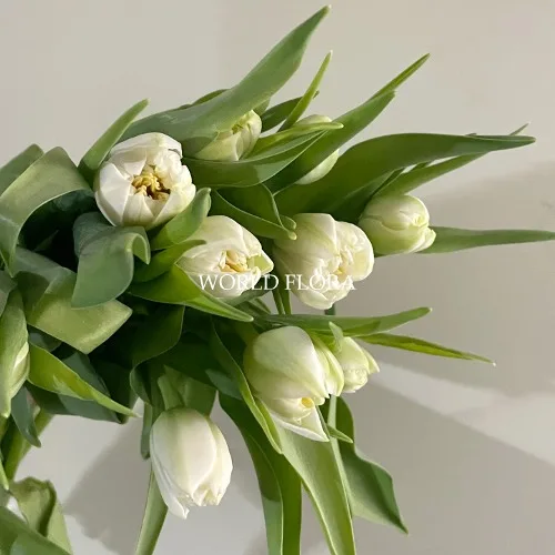 튤립 더블 노쓰캡 (10대)