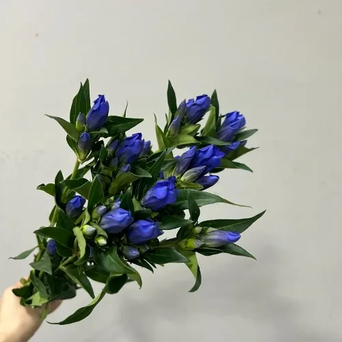 겐티아나(용담) 카가야키 (10대)